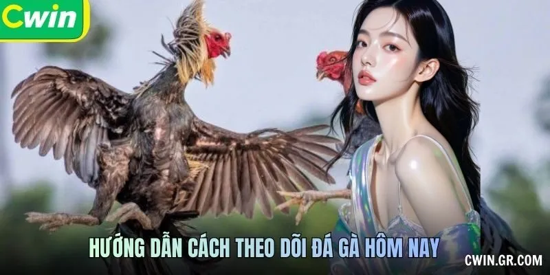 Hướng dẫn cách theo dõi đá gà hôm nay