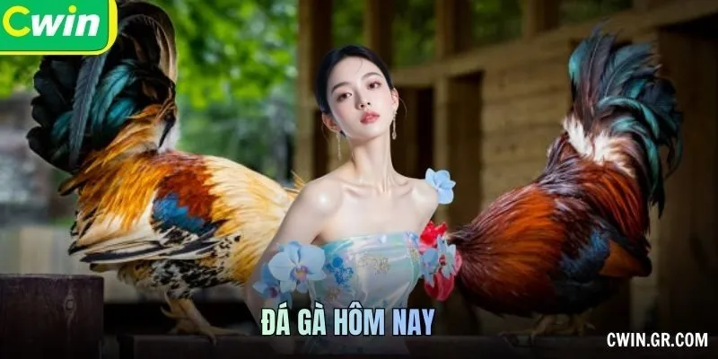 Đá Gà Hôm Nay: Thông Tin Lịch Và Cách Theo Dõi