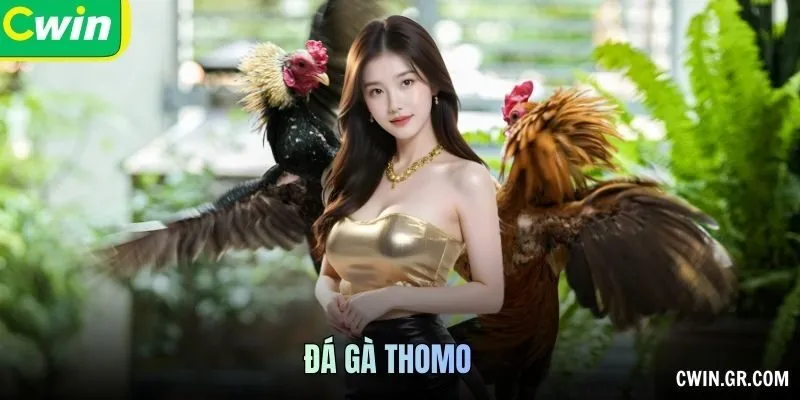 đá gà Thomo
