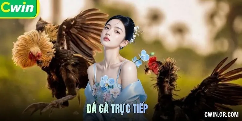Đá Gà Trực Tiếp: Hình Thức Và Cách Theo Dõi